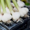 Garlic | Fresh Garlic | Approx. 1-2 Garlic Bulbs (150