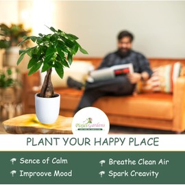 Pixies Gardens Marquis Seedless Grape Plant- Seedless Grape Vine (Live Plant). Extremely Cold Hardy to -20F (Liner Potted)