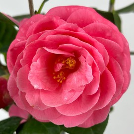 Blooming & Beautiful - Jerry Hill Camellia - 3 gal - Evergreen Shrub - Large, Deep Pink Blooms - Flowers Late Winter to Early Spring - Zones 6-9 - Camellia Japonica 'Jerry Hill' - 3 Gallon Pot