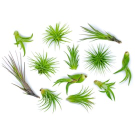 12 Air Plant Variety Pack - Small Tillandsia Terrarium Kit - Assorted Species of Live Tillandsia Tropical House Plants for Sale, 2 to 5 Inches Each - Air Plants for Indoor Home Decor