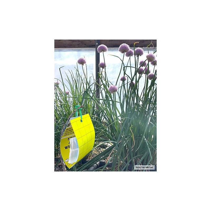 Yellow Sticky Aphid and Whitefly Traps - Pack of 15