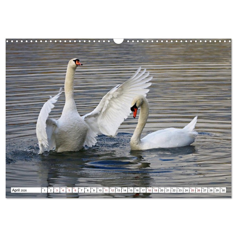 Schwäne - imposant und faszinierend (Wandkalender 2026 DIN A3 quer),