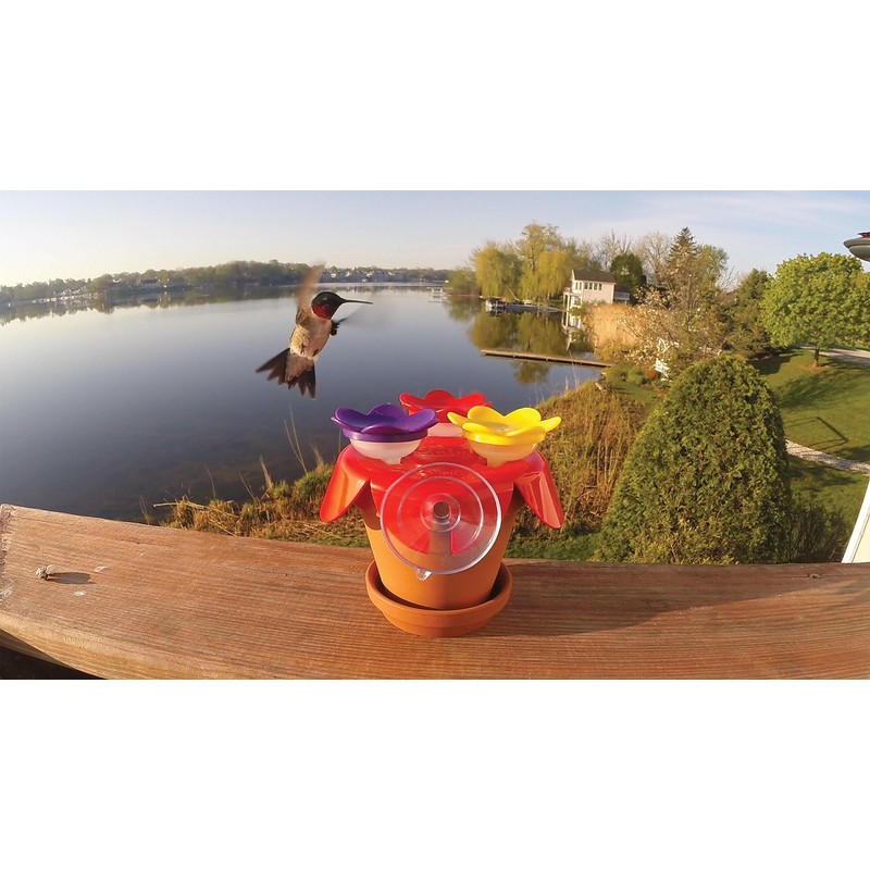 Holiday Special - 2-Pack - ZUMMR Hummingbird Ring Feeder -