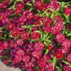 Outsidepride Zinnia Profusion Double Hot Cherry Flower Seeds - 50