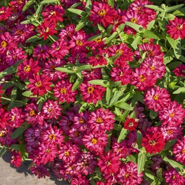 Outsidepride Zinnia Profusion Double Hot Cherry Flower Seeds - 50 Seeds