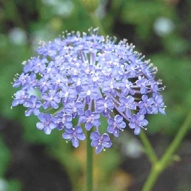 Blue Lace Flower Seeds - 100 Seeds - Didiscus Caeruleus - Similar Annual to Queen Anne's Lace - Ammi Majus