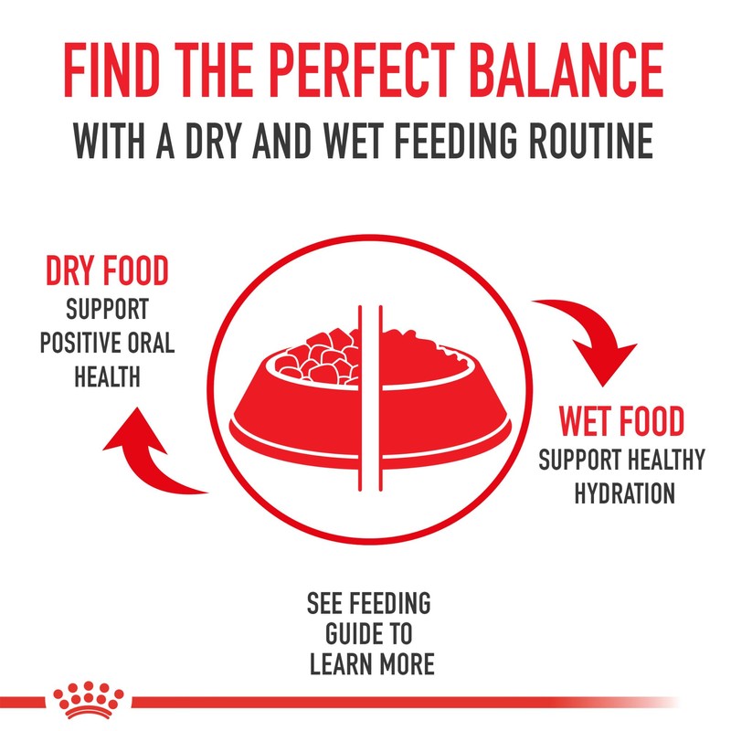 Royal Canin Feline Breed Nutrition Bengal Adult Dry Cat Food,