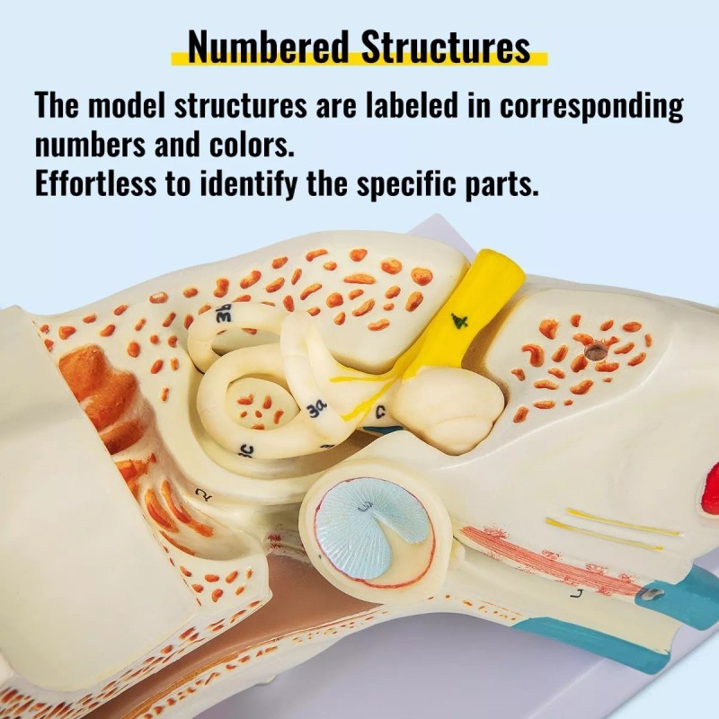 Vevor Modelo Anamotico Oido Humano Oreja Tamaño X5 Anatomia Oido