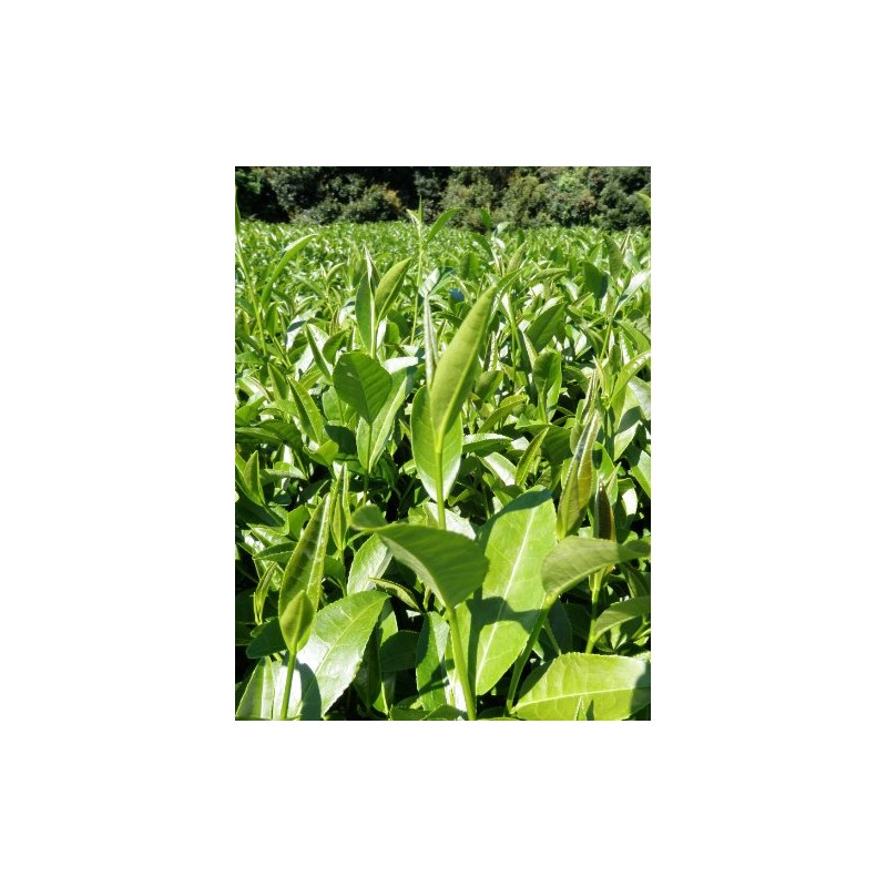 Mt.FUJI TEA OrientalBlend Leaf Tea