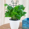 UWIOFF Trellis for Potted Plants, Stackable Small Indoor Plant Trellis