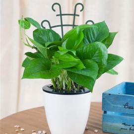 UWIOFF Trellis for Potted Plants, Stackable Small Indoor Plant Trellis for Climbing Plants Outdoor for Vine Ivy Hoya Houseplants Flower Plant Support, 4 Pack