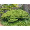 OTO Hime Japanese Maple 2 - Year Graft