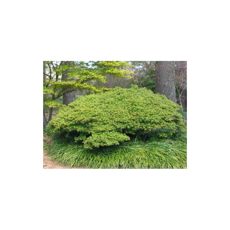 OTO Hime Japanese Maple 2 - Year Graft