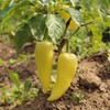 Hungarian Yellow Wax Sweet Pepper Garden Seeds - 1 oz