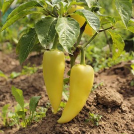 Hungarian Yellow Wax Sweet Pepper Garden Seeds - 1 oz - Non-GMO, Heirloom - Vegetable Gardening Seeds by Mountain Valley Seed