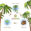 onlyleaf Palmware Snack Bowls Set I 100 Pieces Organic Disposable