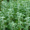 White Horehound Seeds (Marrubium vulgare) 100+ Rare Organic Medicinal Herb Seeds