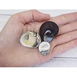 [Shell Wholesaler] Sea Shell Set, Hermit Crab House, Approx. 0.6 - 1.6 inches (1.5 - 4.0 cm), Approx. 19 Pieces; Bonus: Natural Sea Sponge (Perfect for Water Retention) and Bivalves (Dishes for