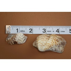 Shorely Yours Decor TURKEY WINGS SEASHELLS,craf - 1 pound $24.98