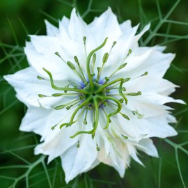 Love in a Mist Seeds - Miss Jekyll White - Packet - White Flower Seeds, Heirloom Seed, Open Pollinated Seed Attracts Bees, Attracts Butterflies, Attracts Pollinators, Easy to Grow & Maintain