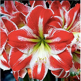 Spartacus Amaryllis Bare Root Bulb | Vibrant Red & White Blooms | Ideal for Indoor & Outdoor Planting | Stunning Floral Display for Seasonal Decor & Garden Enhancement