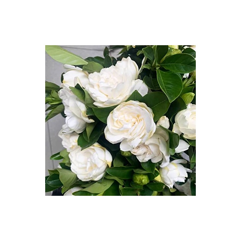 300+ Gardenia Seeds Cape Jasmine Flower Seed for Home Garden