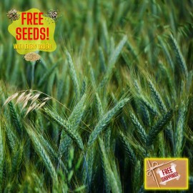 Straightup Nature Fresh Premium Oat Plant Seeds | Organic | Hulless | Heirloom Non-GMO | Grains - 1/4oz - 213+ Seeds