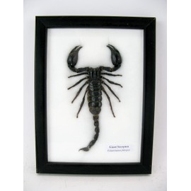 asiahouse24 Second Choice - Giant Scorpion - Palamnaeus fulvipes - Real Giant Exotic Scorpion in Display Case Wooden Frame - Framed - Taxidermy New - Picture Very Similar to ..