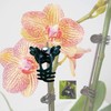 200 Pieces Plant Clips, Plant Orchid Support Clips Flower Vine