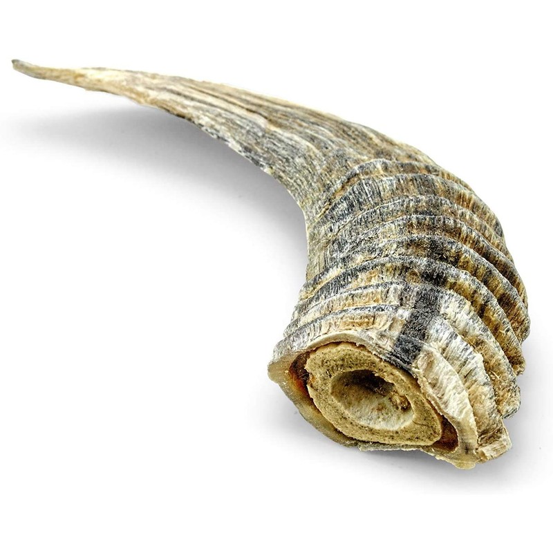 Icelandic Plus Small Lamb Horn with Marrow Dog Chew