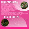 Creatina Monohidratada + Quemador Reductivo Con Lipoenzimas Sabor Sin Sabor