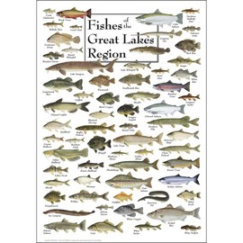 Earth Sky + Water - Fishes of the Great Lakes Region - Poster