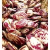TomorrowSeeds - Christmas Pole Lima Bean Seeds - 20+ Count