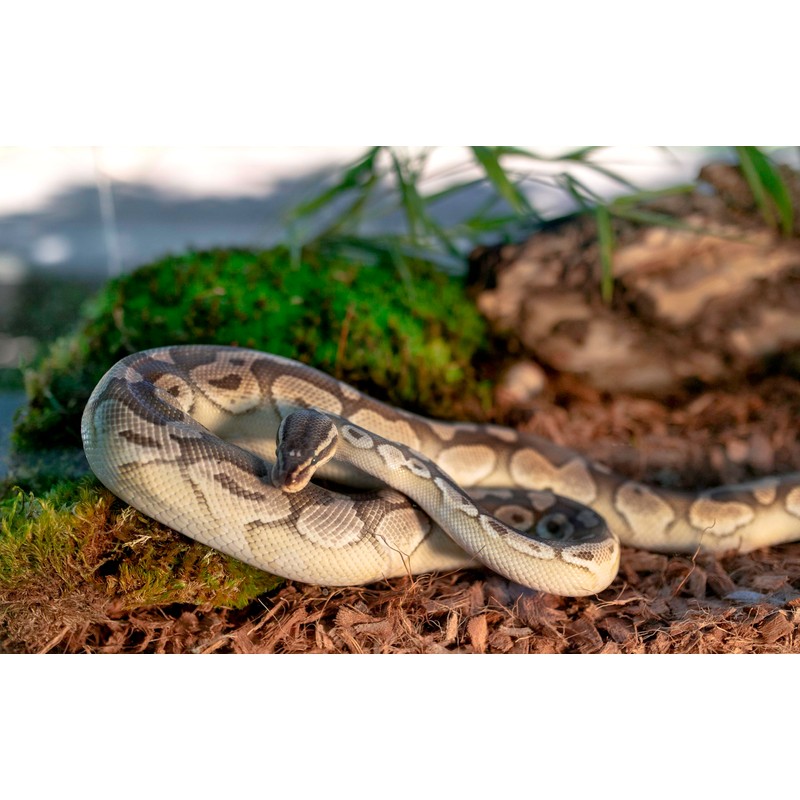 Galápagos (05020) Tropicoco® Husk Bedding for Reptiles, Amphibians, & Terrariums