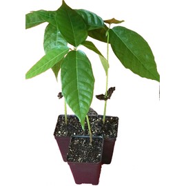 Chocolate Tree / Theobroma Cacao - 1 live potted plant