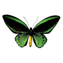 Ornithoptera Priamus Green Black Yellow Butterfly Decal - 6" wingspan