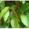 Buy Rare Seeds Piper nigrum | Black Pepper Corn |