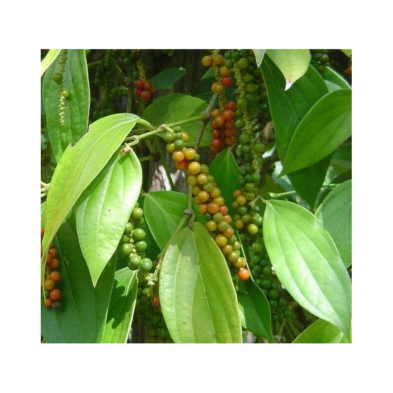 Buy Rare Seeds Piper nigrum | Black Pepper Corn |