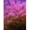 50 Plant Stems Pack - Live Aquatic Freshwater Plants -