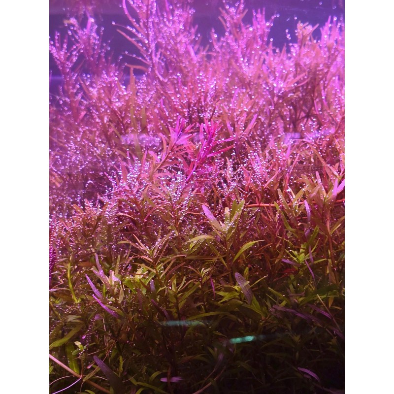 50 Plant Stems Pack - Live Aquatic Freshwater Plants -