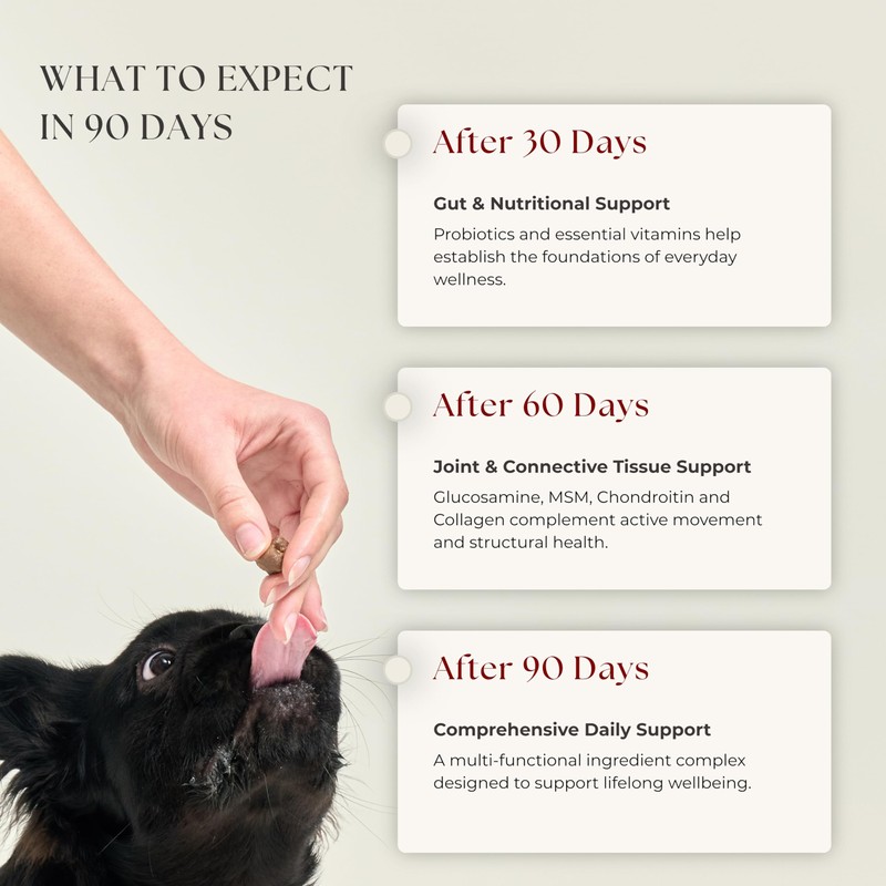 Rusko's Multivitamin Supplement for Dogs | Daily Immunity, Digestion &