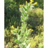 Fiddleneck seeds (Amsinckia tessellata) -25 seeds-  Desert Wildflower