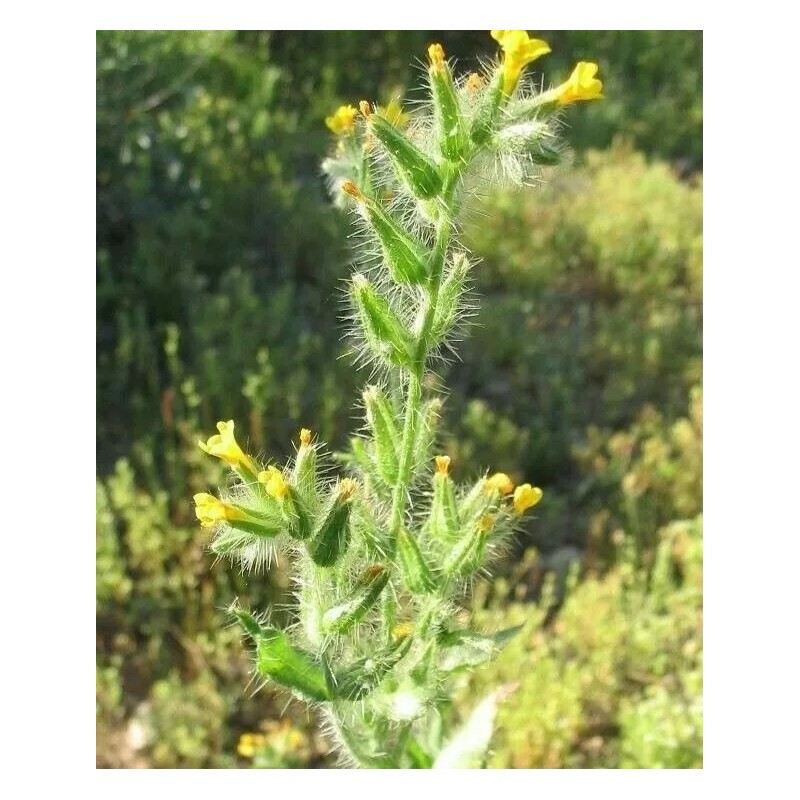 Fiddleneck seeds (Amsinckia tessellata) -25 seeds-  Desert Wildflower