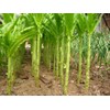CEMEHA SEEDS - Seeds Asparagus Lettuce Uysun for Salad Non