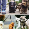 2pcs Adjustable Double Pet Trainer Leash, No Tangle Dog Dual