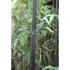 Unbranded Black Bamboo True Phyllostachys Nigra Live Rhizome Bare Root
