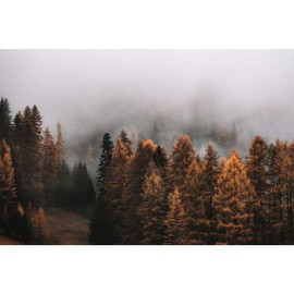 SIGNFORD Wall Mural Woodland Nursery Decor Forest Removable Wallpaper Wall Sticker for Bedroom Living Room - 100x144 inches