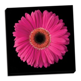 Gango Home Décor Pink Gerbera Daisy, Fine Art Photograph by: Jim Christensen; One 24x24in Hand-Stretched Canvas