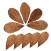 CIYODO 20pcs Dried Leaf for Sushi Plate Elegant Japanese Food