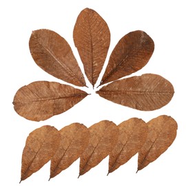 CIYODO 20pcs Dried Leaf for Sushi Plate Elegant Japanese Food Decorations for Sashimi Serving Versatile Leaf Decor for Various Occasions for Home and Restaurant Use